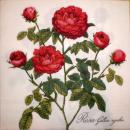 084 Roses - 3-ply (weiß) - Atelier